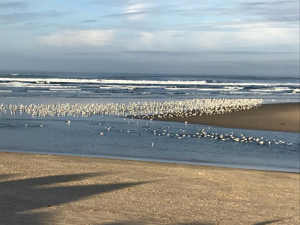 Webb's Scenic Surf Cannon Beach